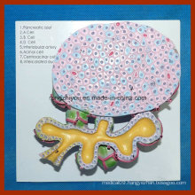 Human Pancreas Cell Model for Medical Teaching